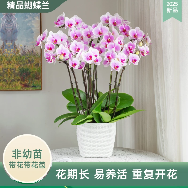 蝴蝶兰【新粉钻】室内花卉 客厅办公室 绿植 婚礼宴请花带花苞