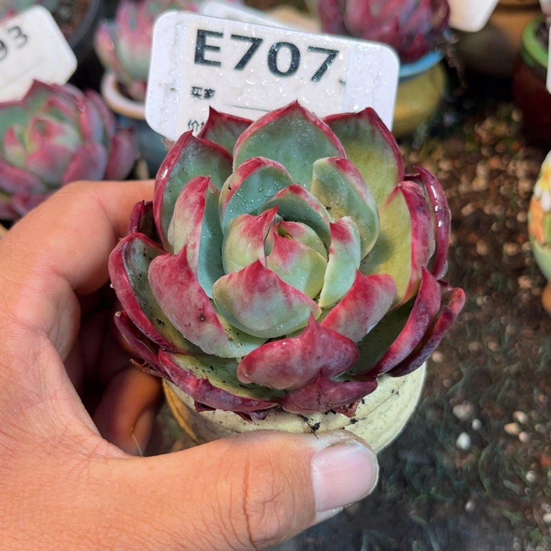 惊鸿一瞥707号多肉植物