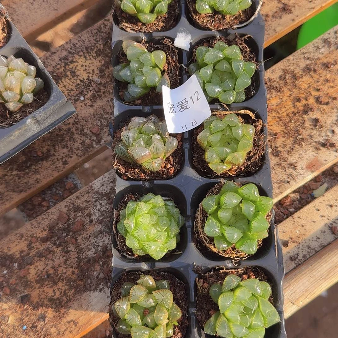 直播福利一物一拍12