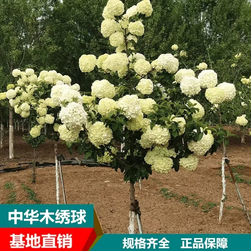 【直播粉丝福利】中华木绣球大花斗球木本绣球多季节开花