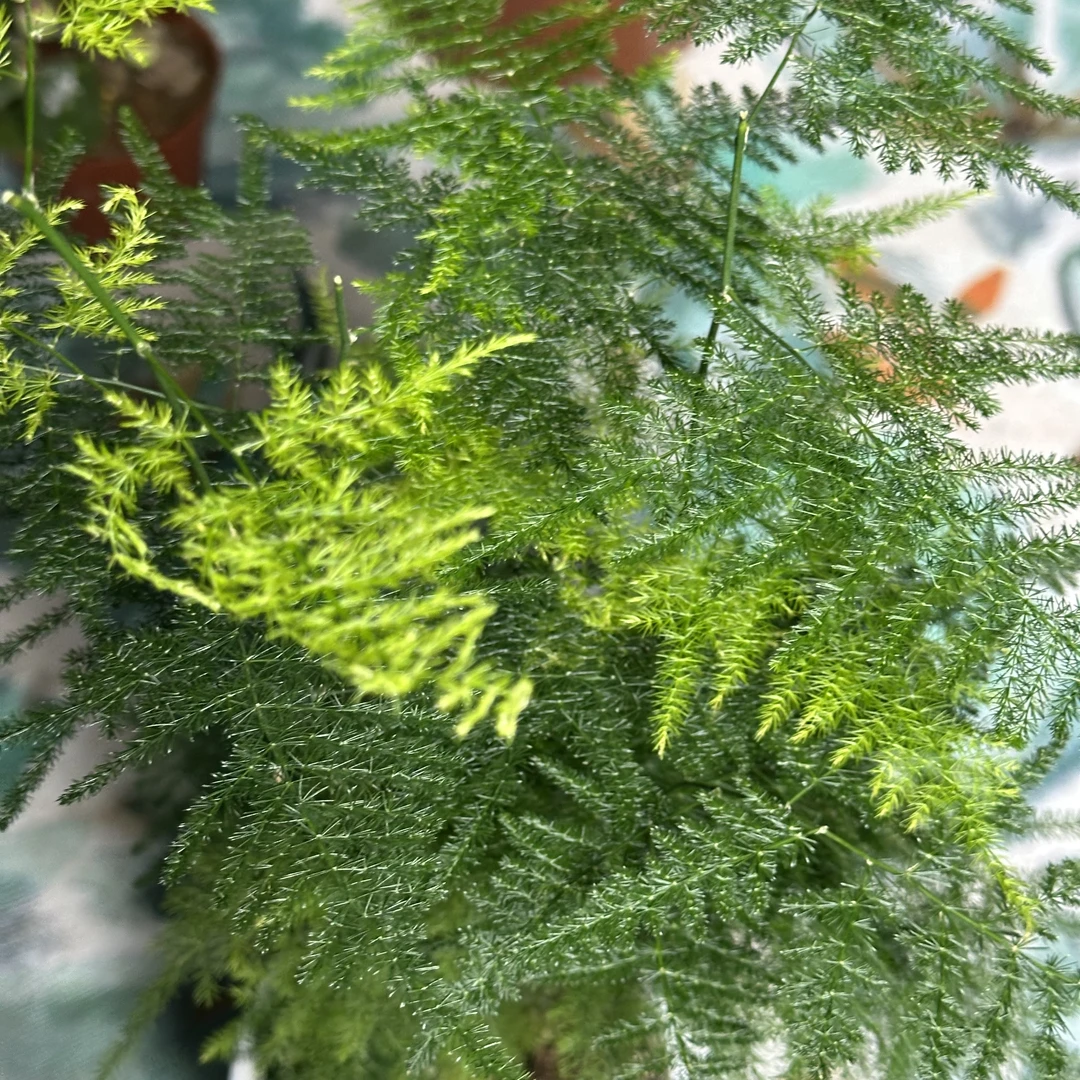 【新疆包邮】水培文竹