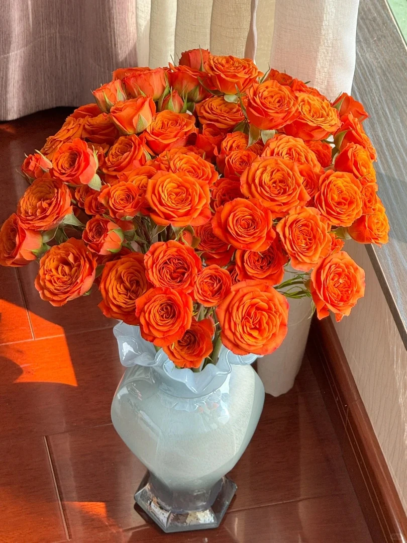 橙色芭比多头玫瑰 两单升级顺丰冷链 收到需醒花摘叶