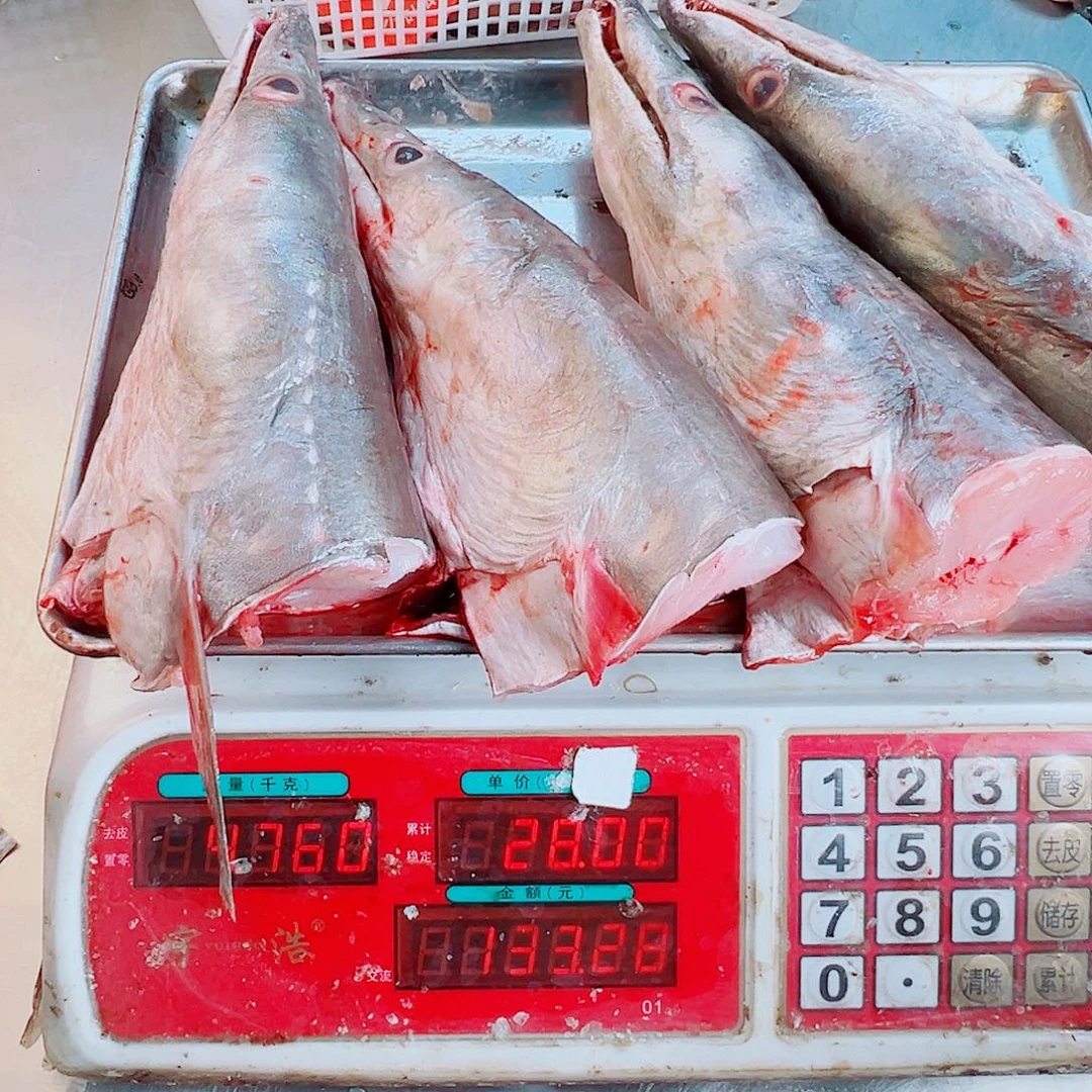 中国大陆四个鳗鱼头