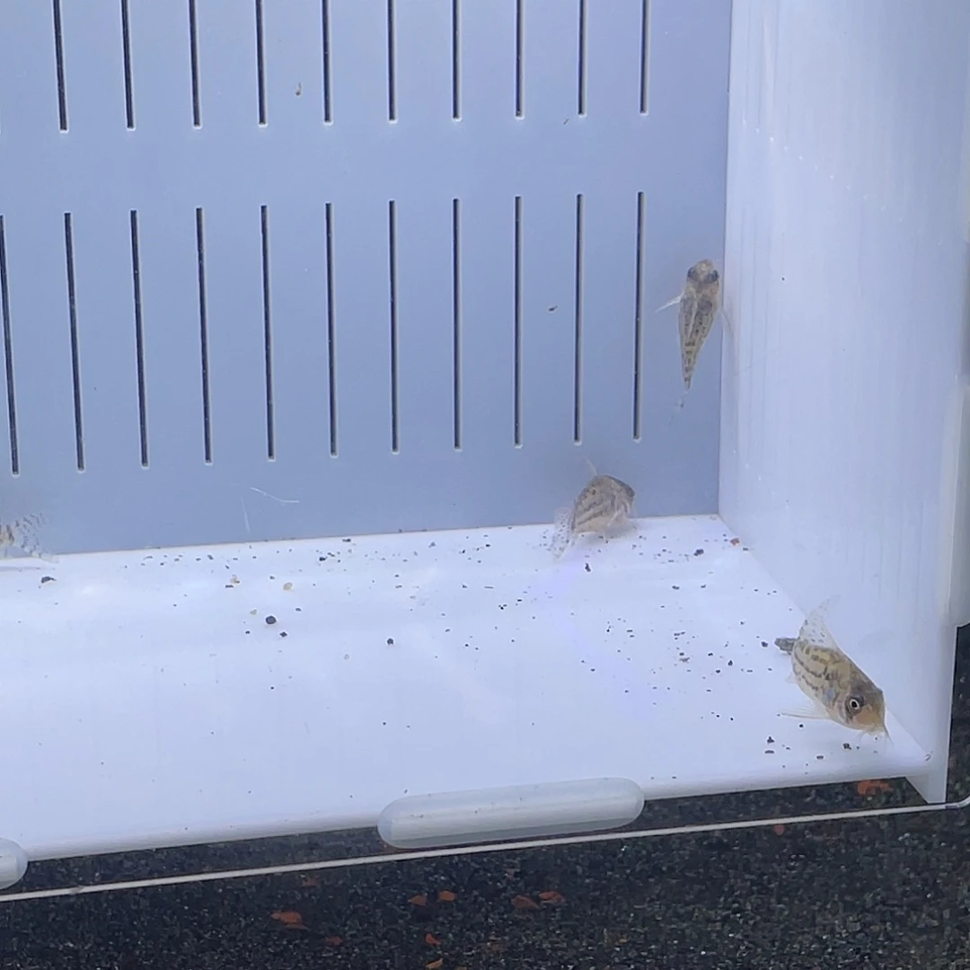 鼠鱼五只可爱小蝙蝠侠