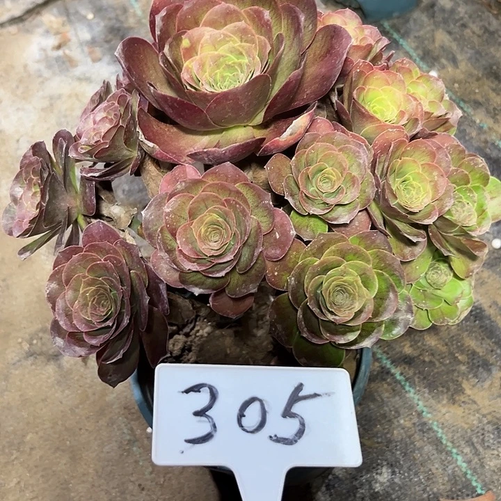 多肉植物梅金法师