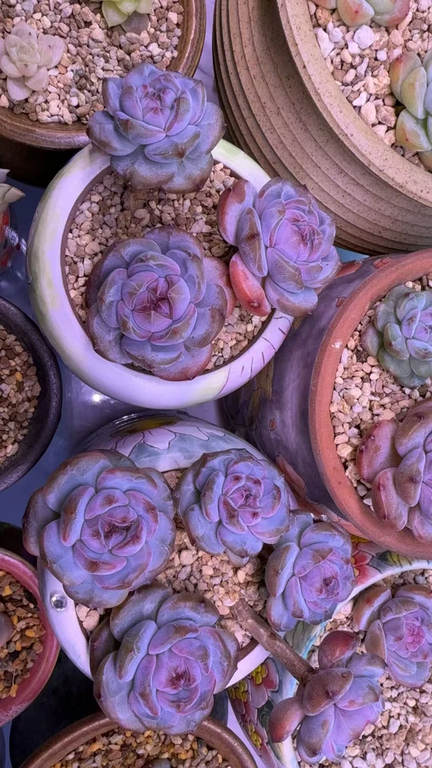 多肉植物一物一拍