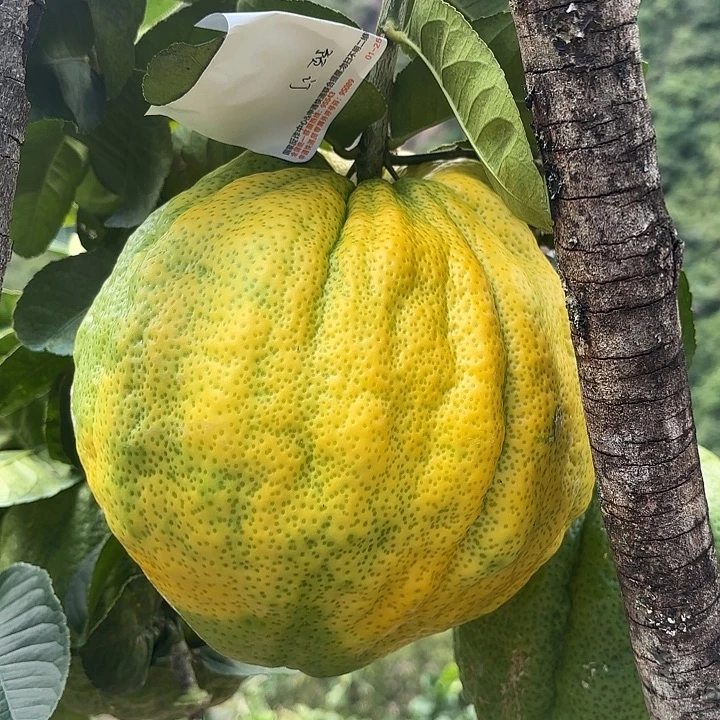 海***洋血橙云南高山精品大香香橼