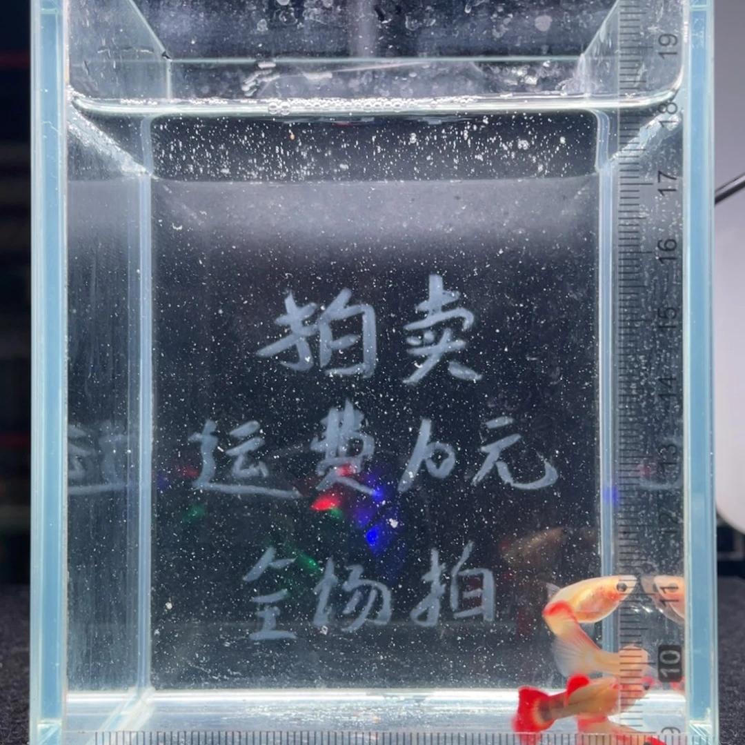 孔雀鱼红礼服玻璃猫两对