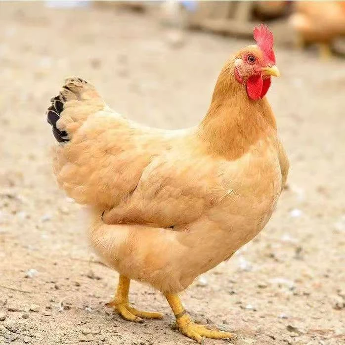 三黄鸡宠物鸡15只（到货包活）