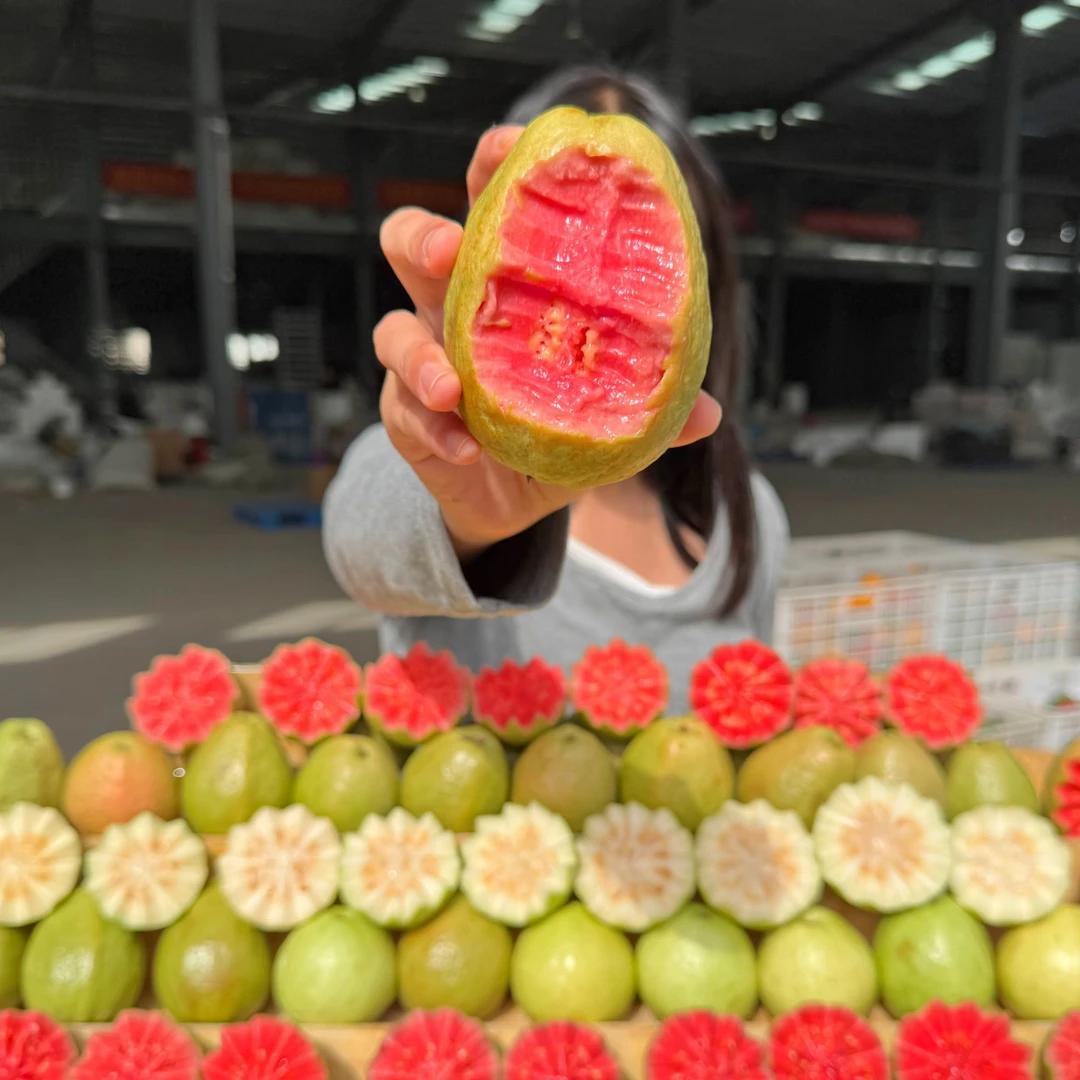 【软糯香甜】广西红心白心芭乐香甜美味新鲜采摘5斤