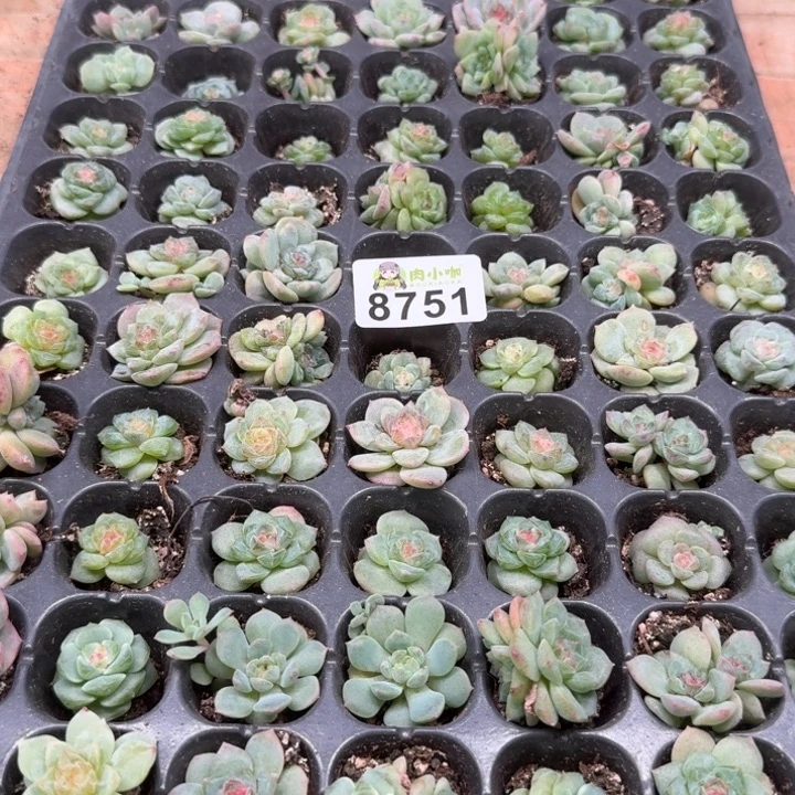 浅***浅多肉植物多肉植物