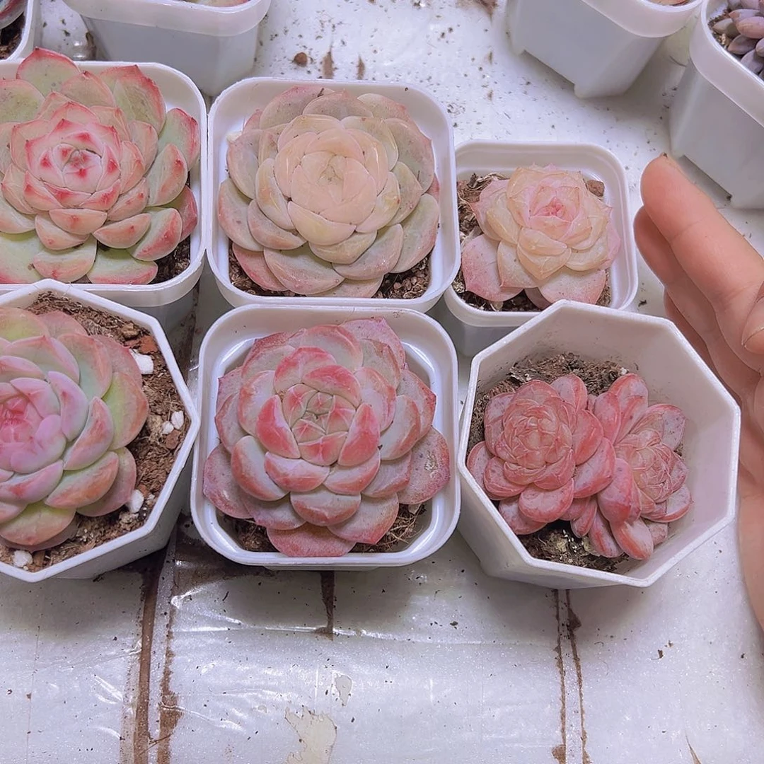 冰花组合6盆带盆发货