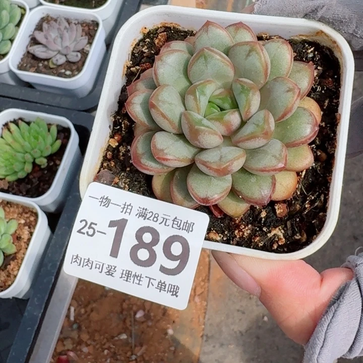 葡萄无盆土发货无盆土