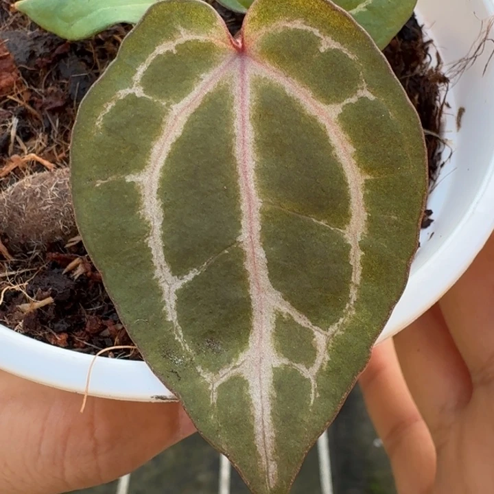 完全开放4号粉紫/绝紫