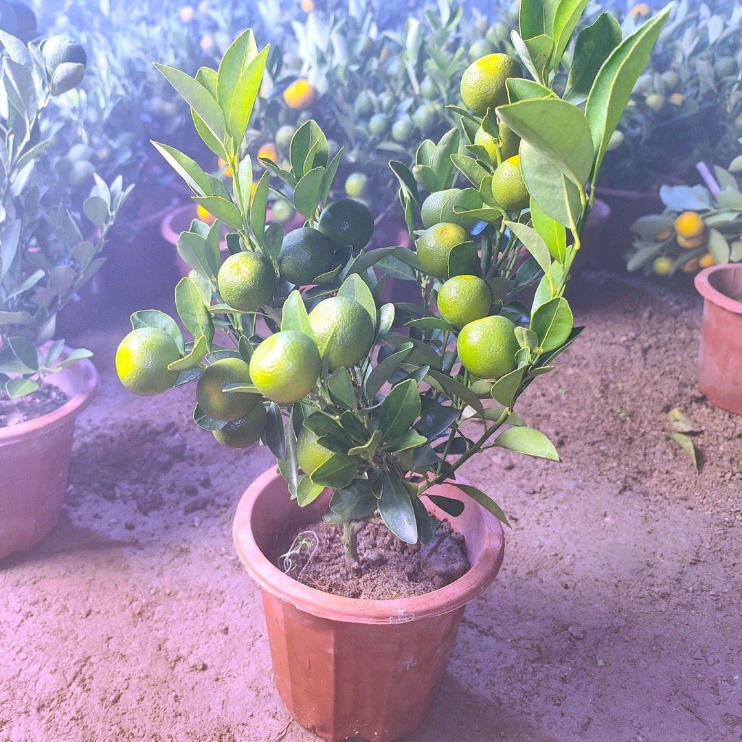植果缘带果金桔盆栽树苗四季果树食用小金桔家橘招财果室内植物