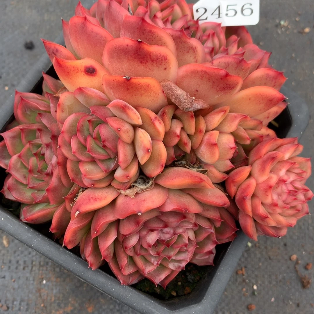 2456杂交多肉老桩