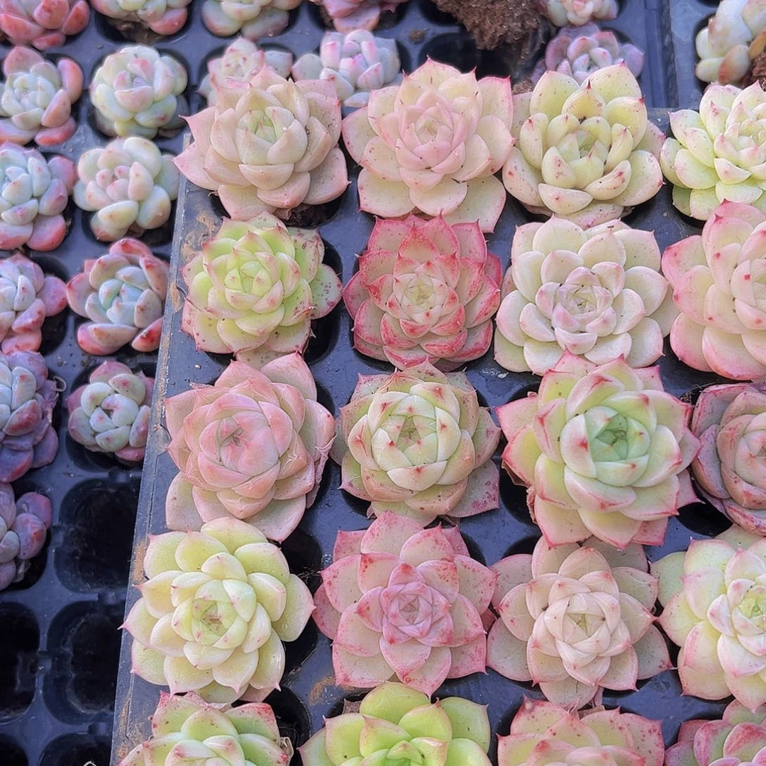 麦秆24颗带托发货19包邮