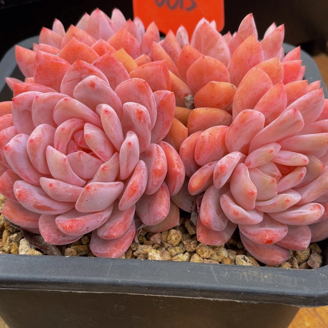 马***二0015上午多肉植物群生