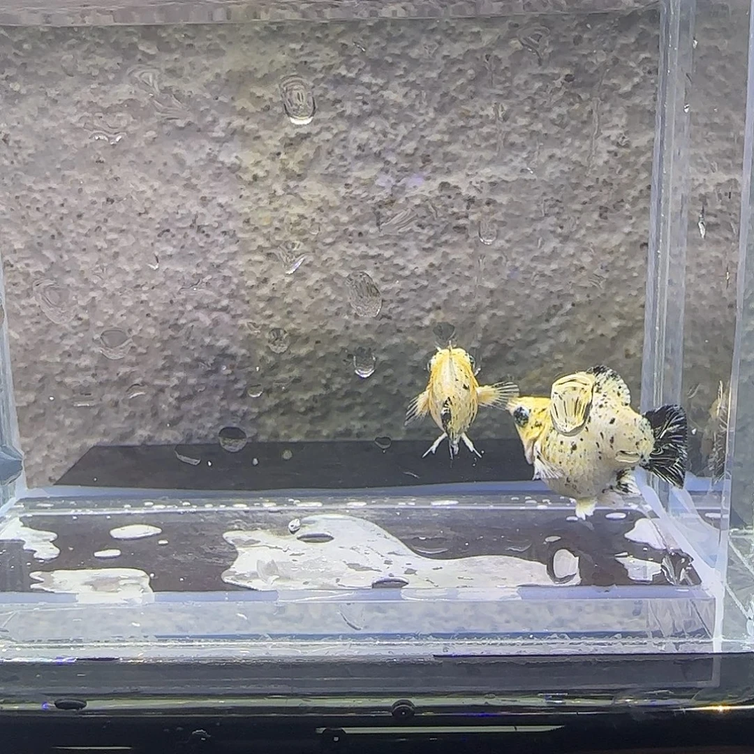 黑玛丽鱼花豹玛丽。22号