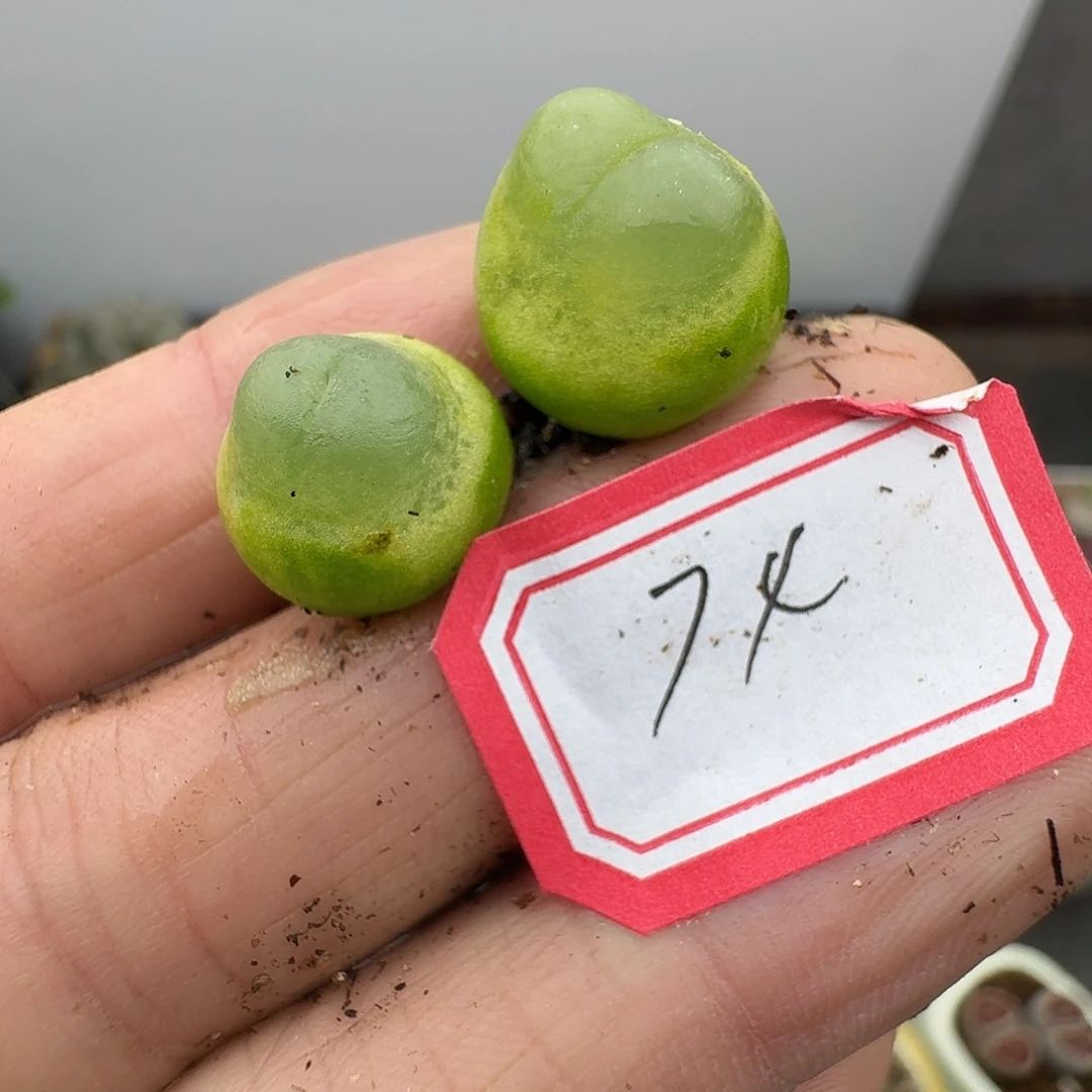 74多肉哈哈哈哈哈哈哈