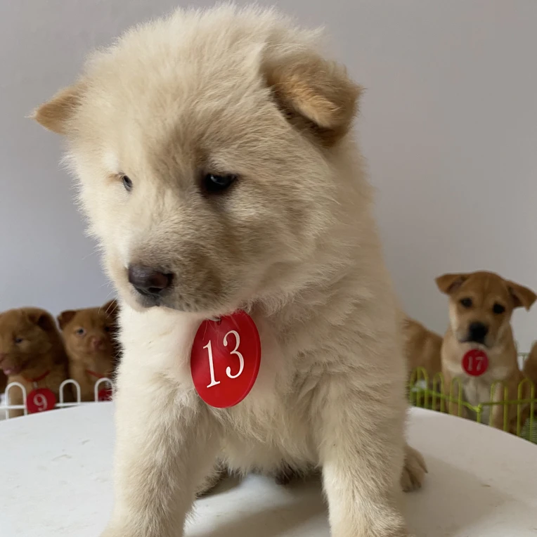 白土松中华田园犬