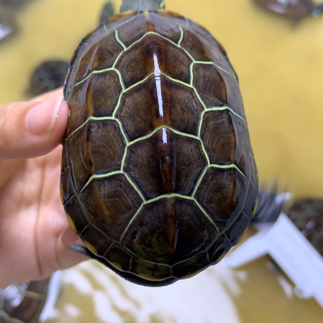 中华草龟不分公母