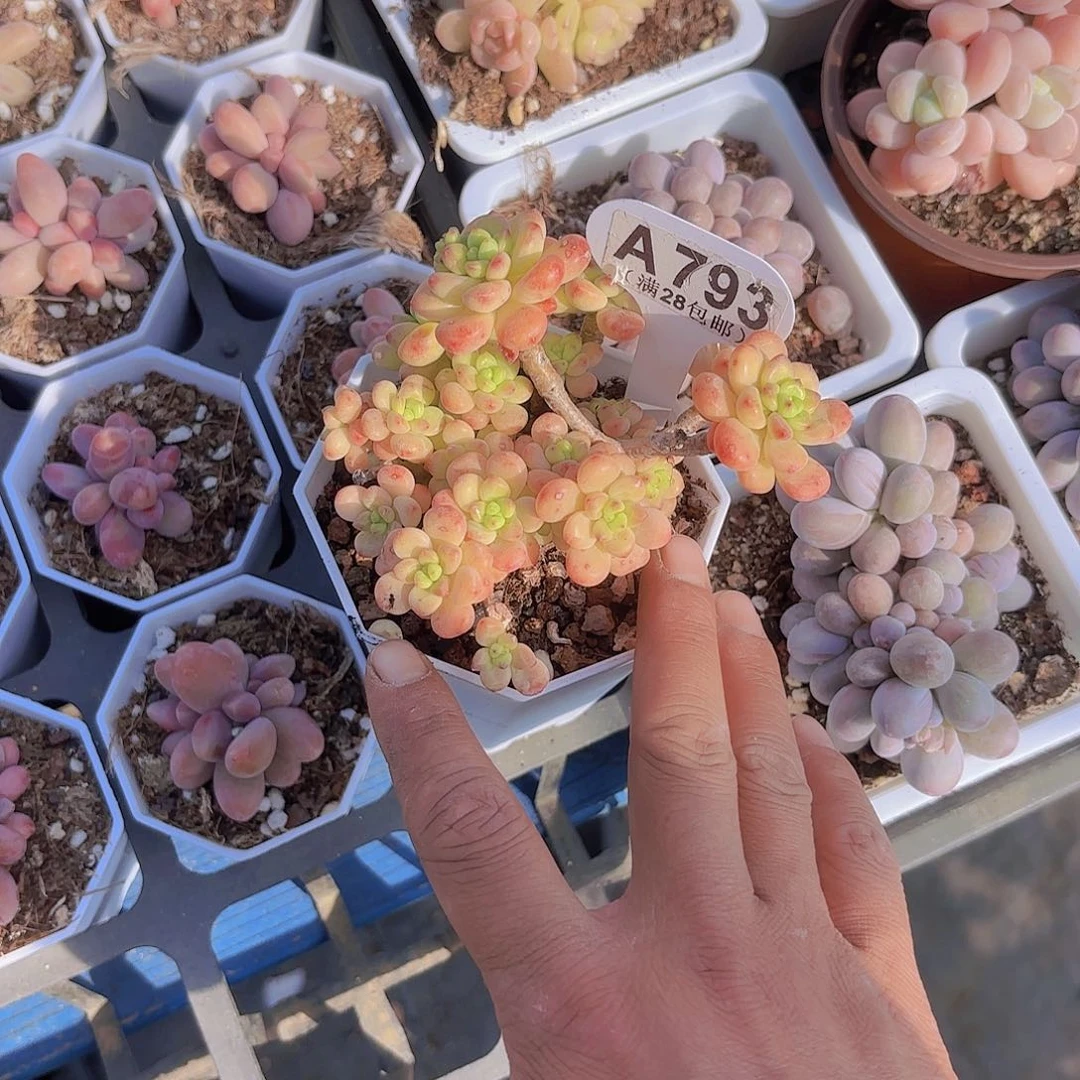 长**GA793香格里拉一物一拍