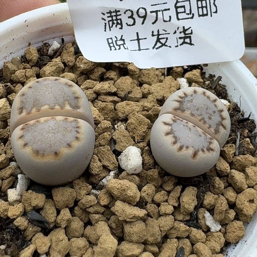 257多肉哈哈哈哈哈哈哈