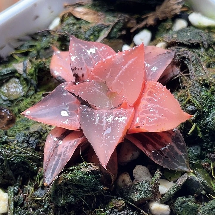 985糊趋势酒吞锦特选福利