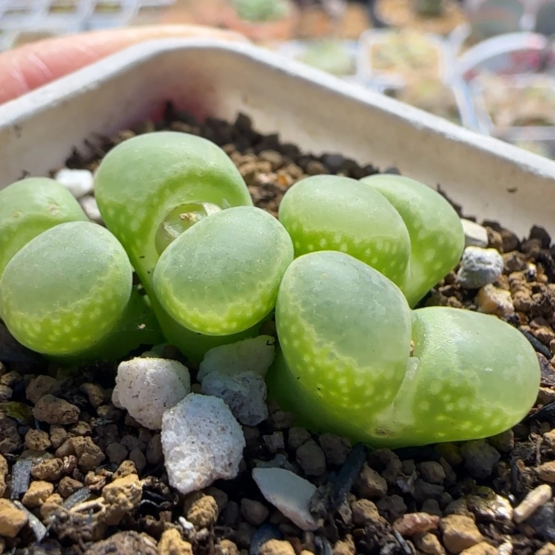 绿眼睛风铃多肉植物百科