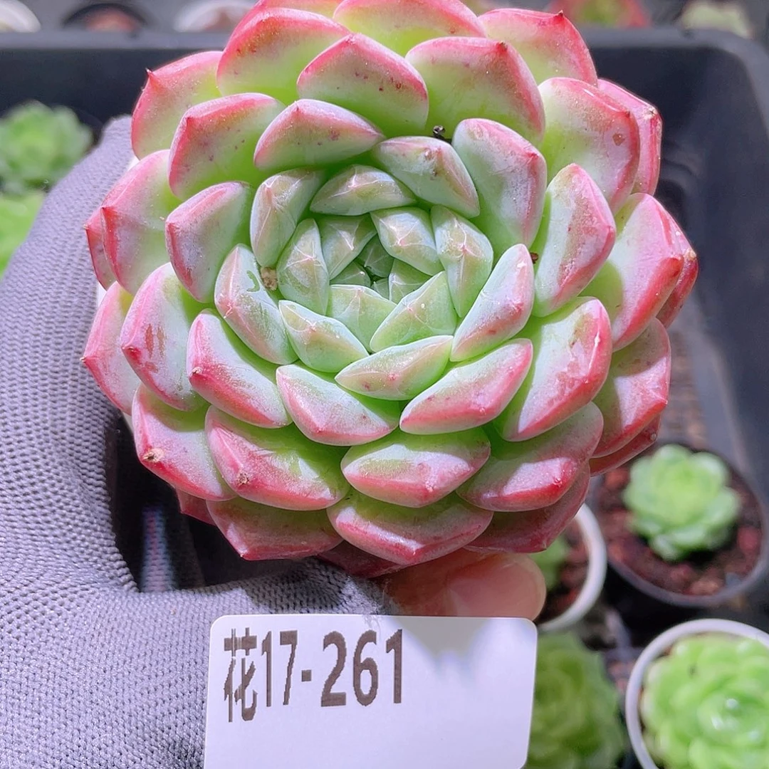 花利美17-261白桃汽水