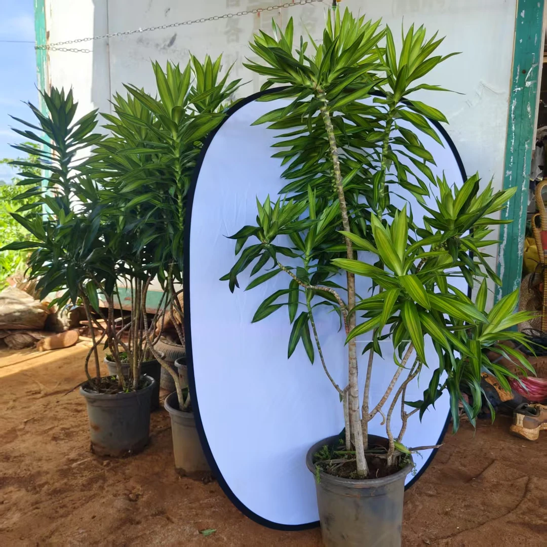 大型百合竹造型绿植盆栽可净化空气适合客厅办公室摆放