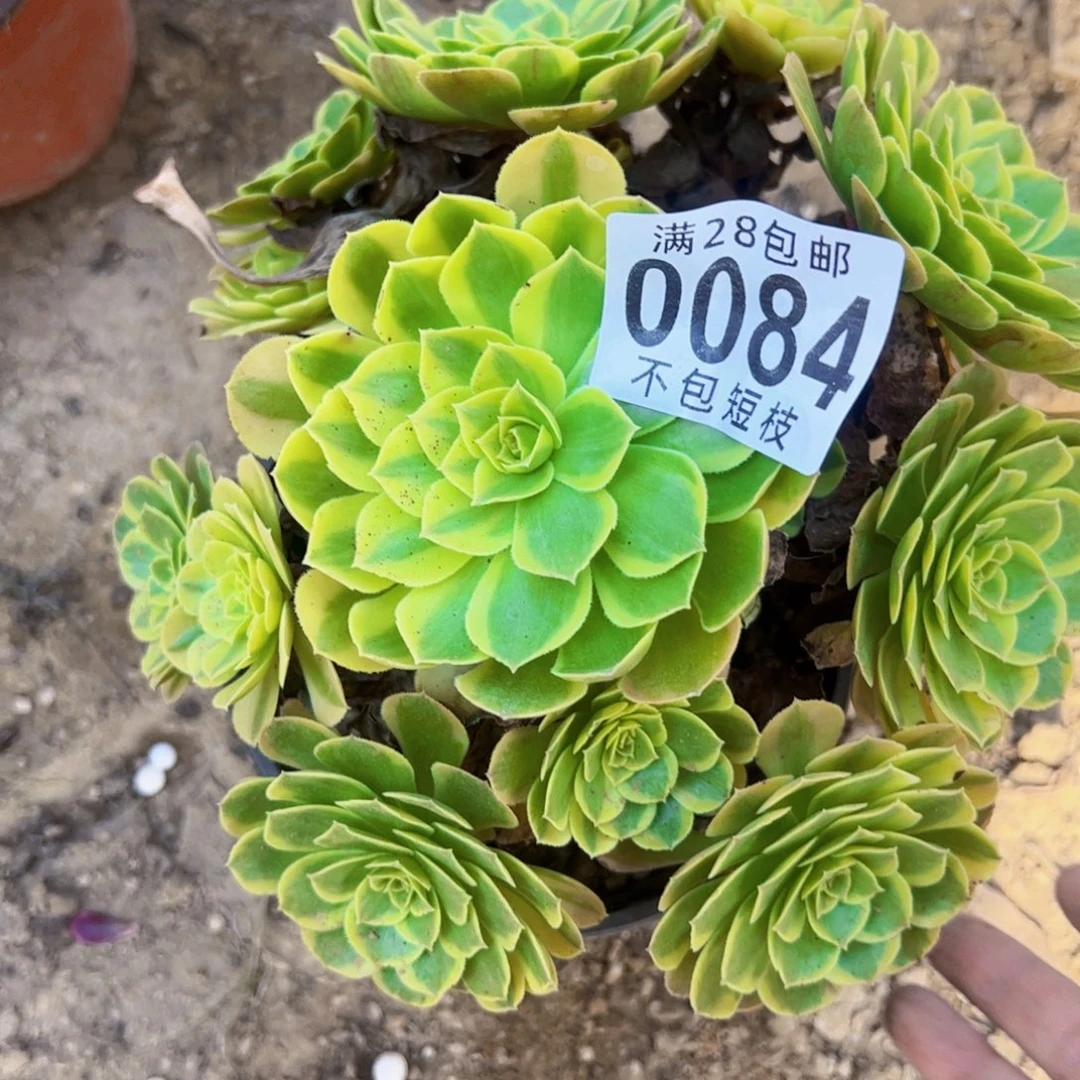 奶白多肉植物0084