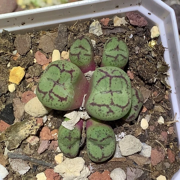 精品多肉植物精品多肉