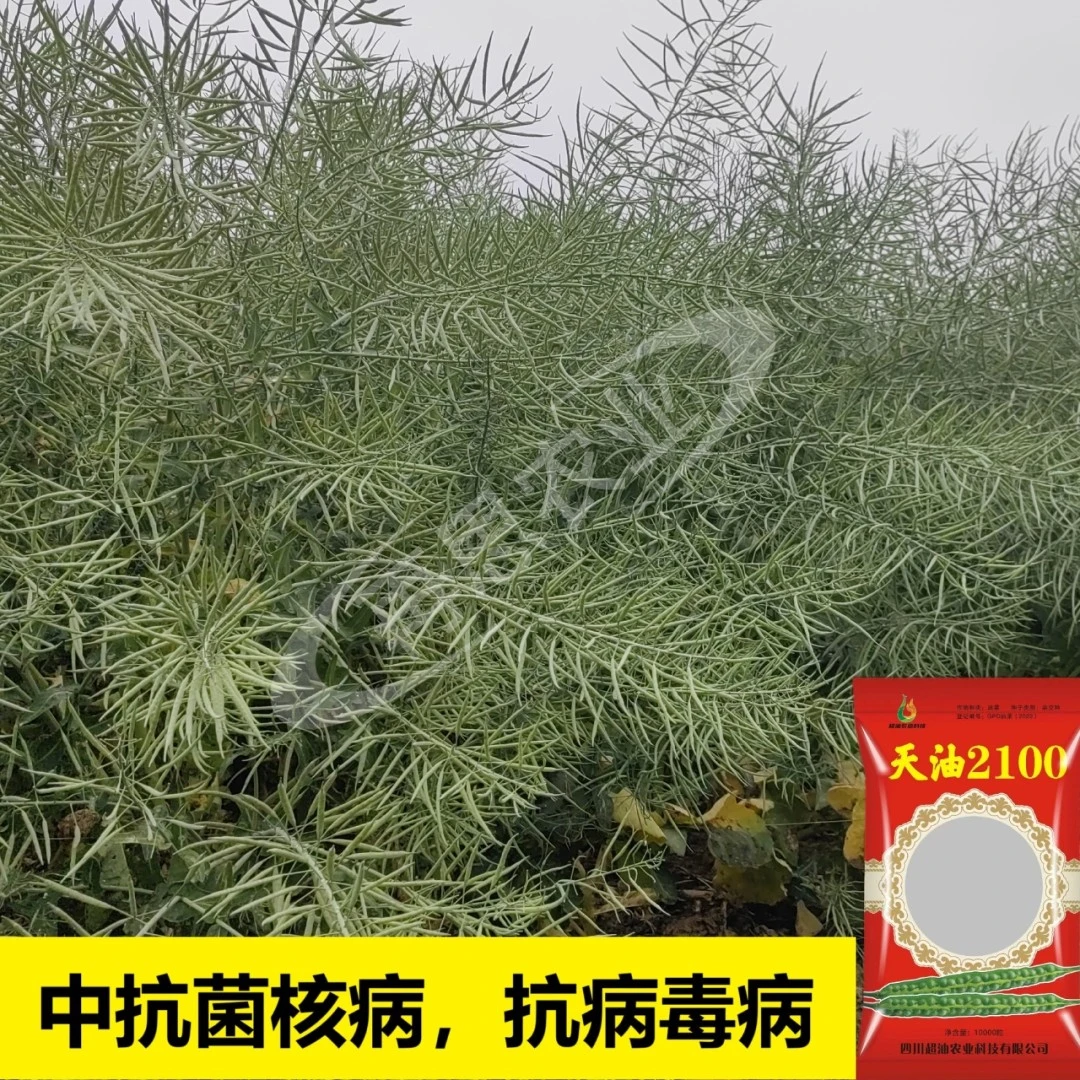 高产高油杂交油菜种子天油2100早熟矮杆双低油菜种原装正品新种