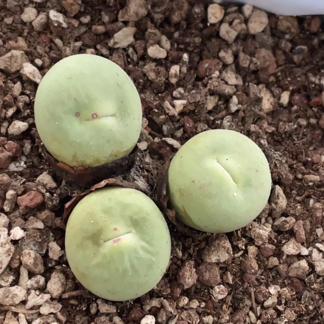 7-20嘴多肉植物肉锥