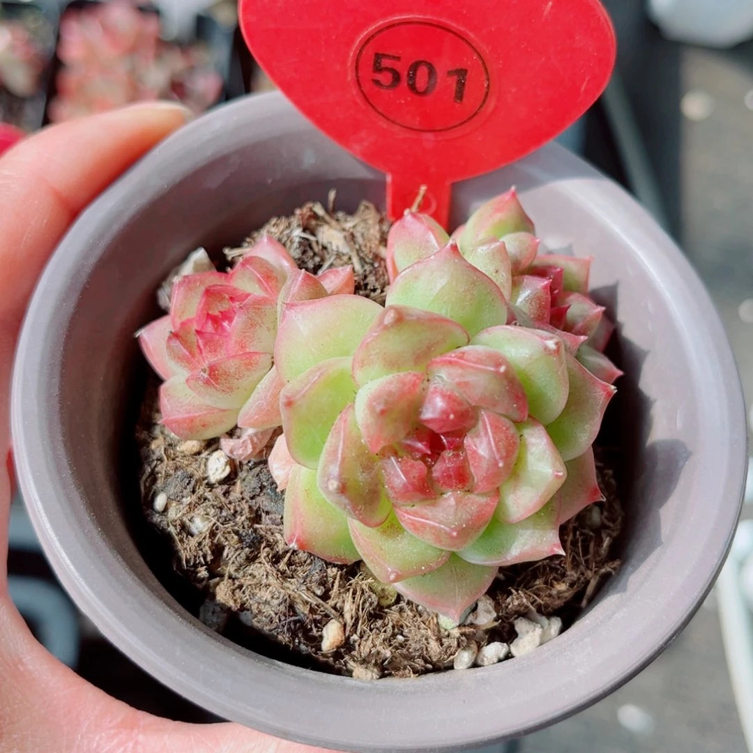 ****犀501号小老桩珍妮群