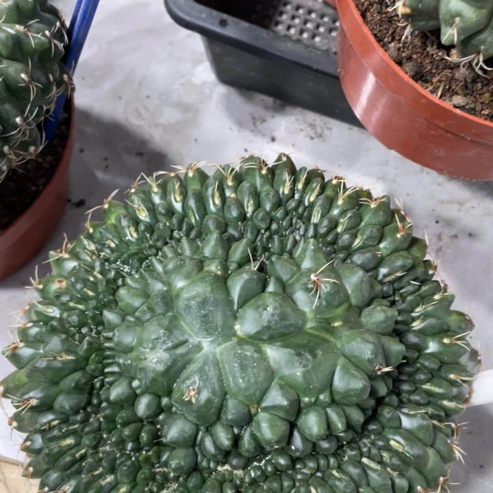 非花玉缀化一物一拍32