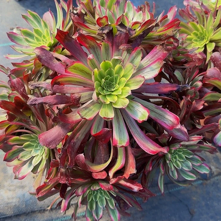 精品冠世墨玉老桩捧花亏本福利