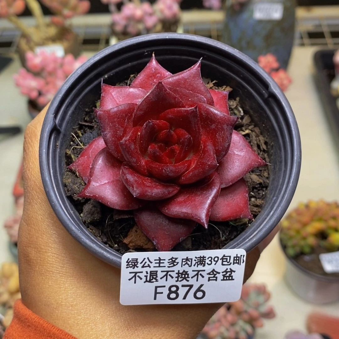 876罗宾仙子多肉6c m