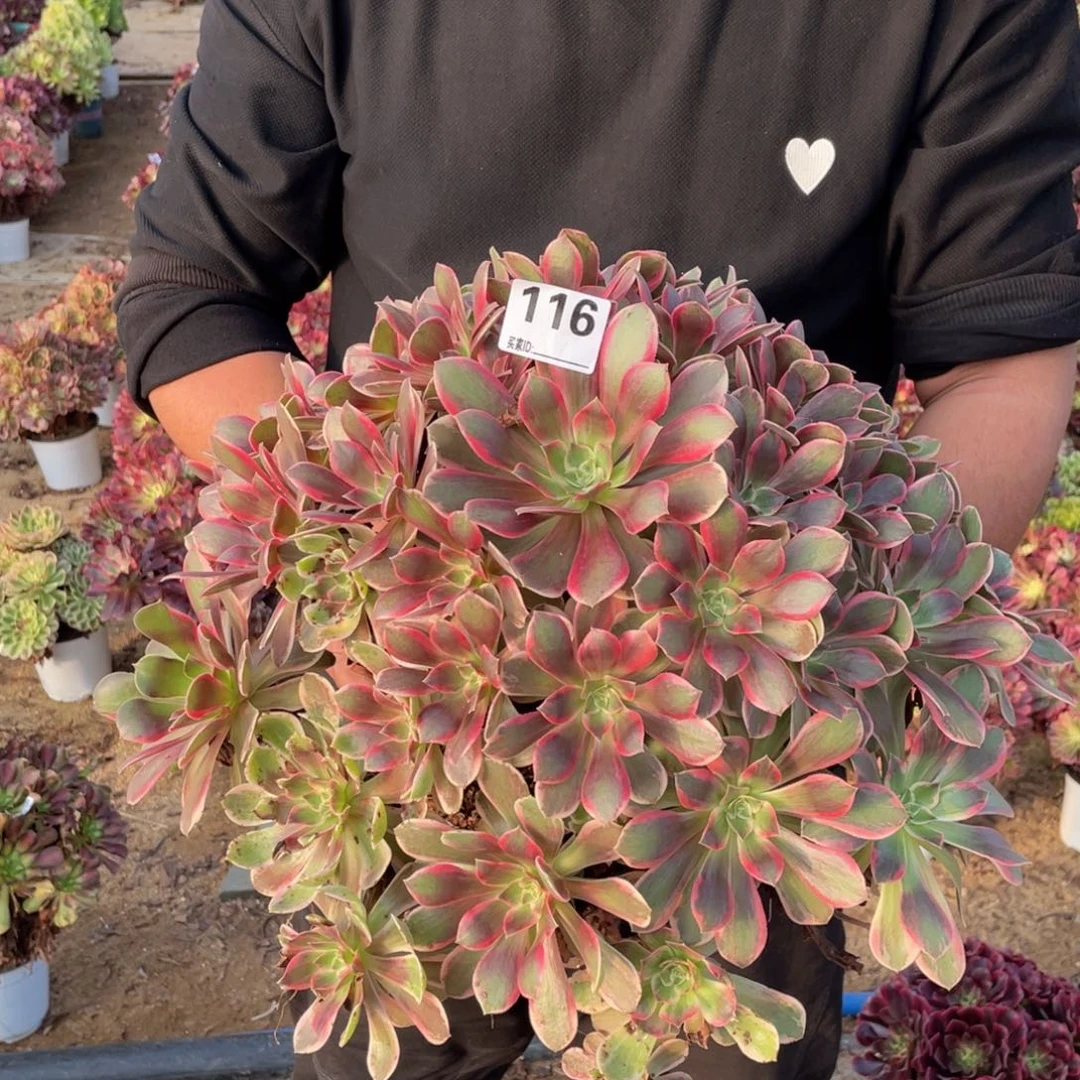 116浣纱多肉植物