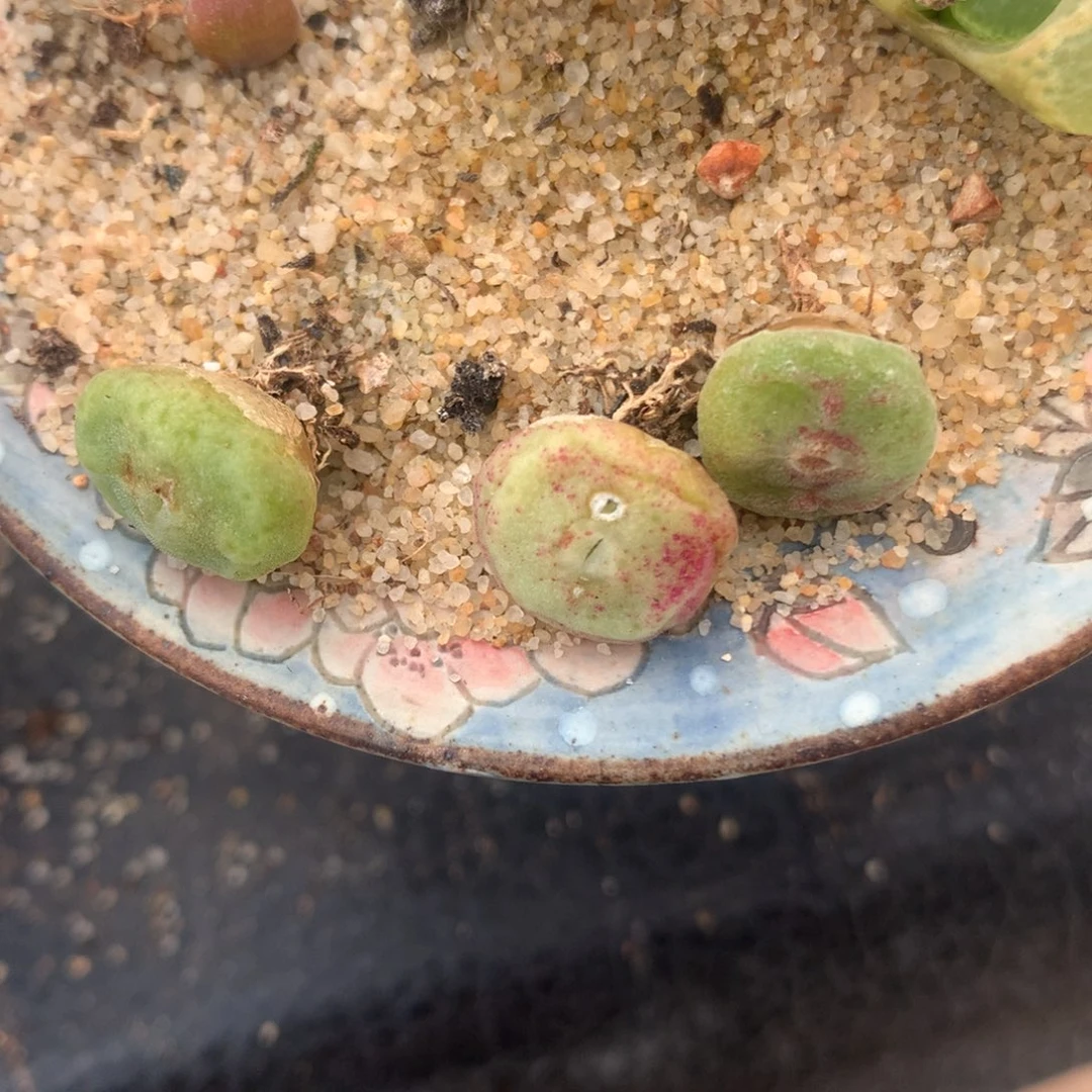 绿豆糕一颗。