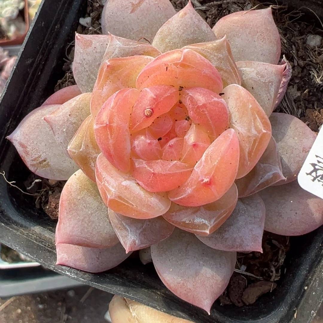 小卡拉米糖心一物一拍17-74