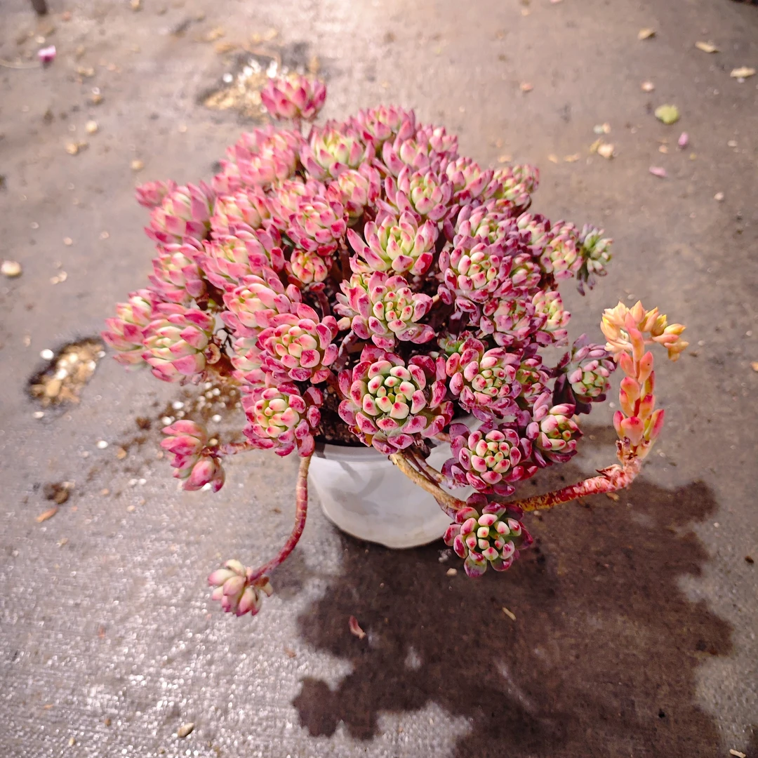 蓝苹果160云大B1棚  星月多肉 新手必备好看好养一单包邮