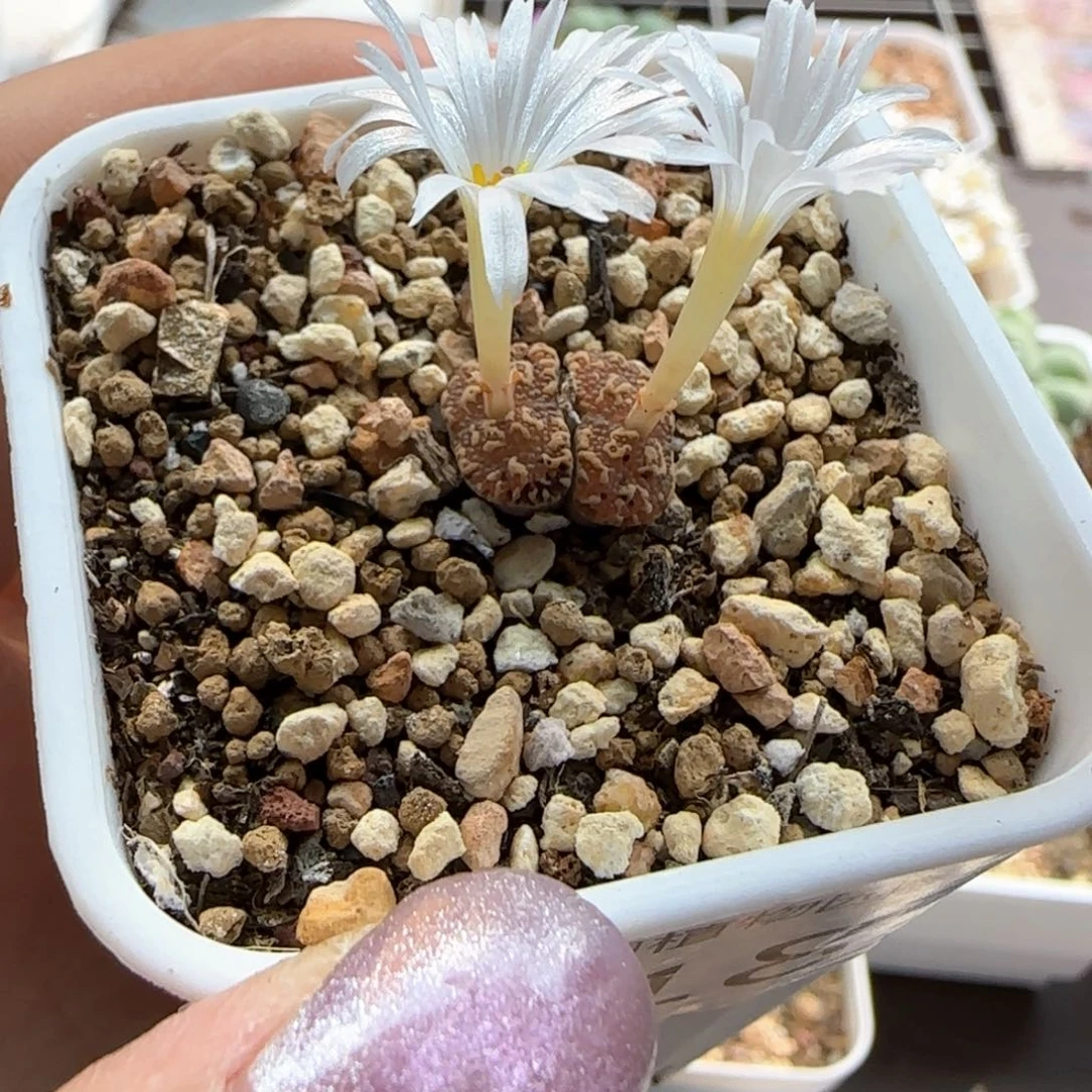 S****6218 大白多肉植物园