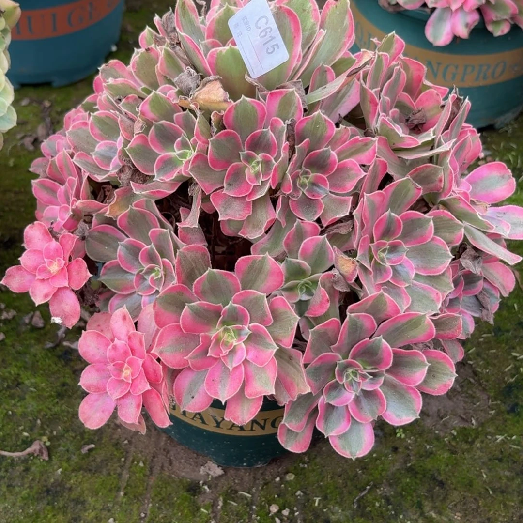 615花样年华多肉植物发货
