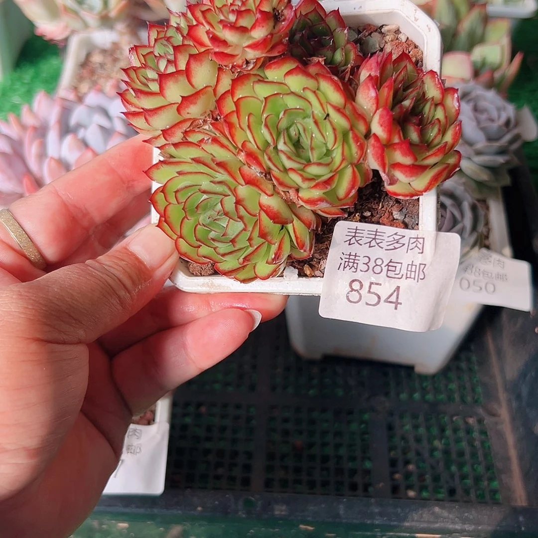 多肉一物一拍植物854