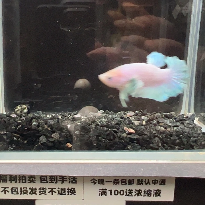 斗鱼竞拍跑单拉黑18日1