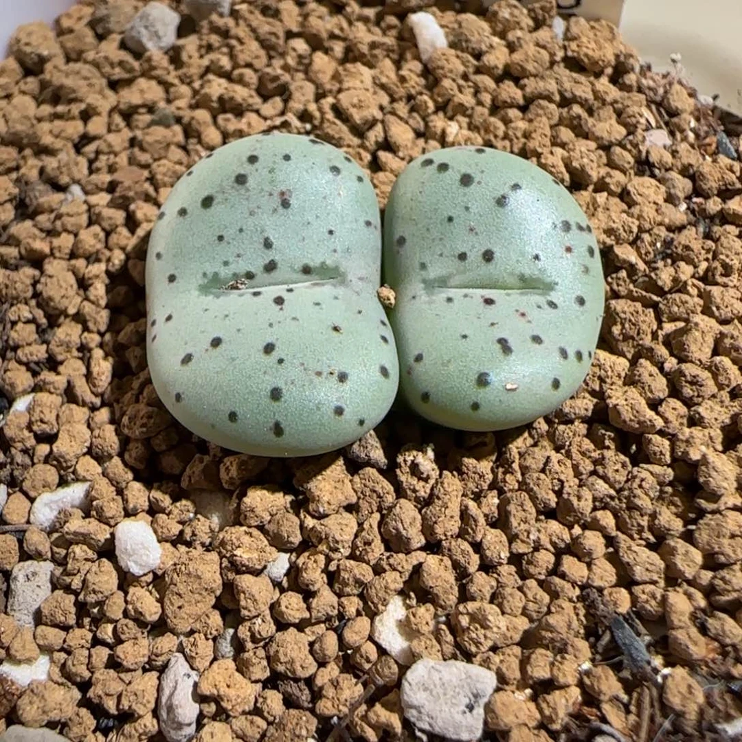 肉锥多肉植物组合-荷叶1056