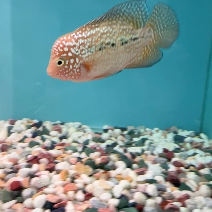 海水鱼泰国罗汉鱼F1